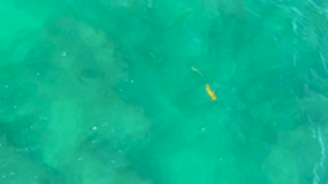 SHIPWRECKS BEACH BCS MEXICO-2020: Yellow Fish Viewed From On Top Of The Ocean