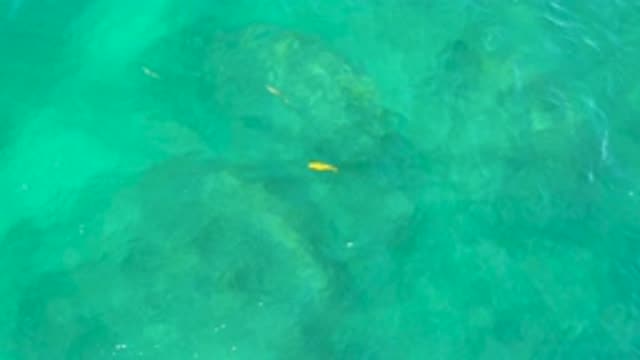 SHIPWRECKS BEACH BCS MEXICO-2020: Fish Swimming In The Ocean