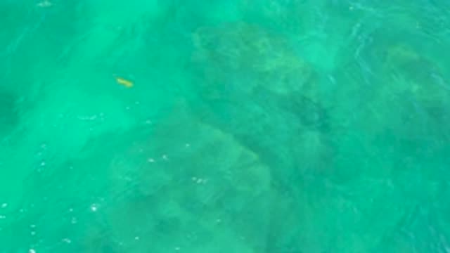 SHIPWRECKS BEACH BCS MEXICO-2020: Yellow Small Fish Swimming Swiftly Under The