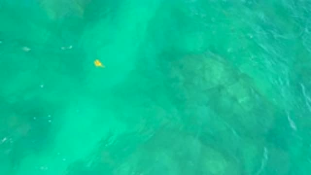 SHIPWRECKS BEACH BCS MEXICO-2020: Lone Yellow Fish Swimming Against Strong Sea Currents
