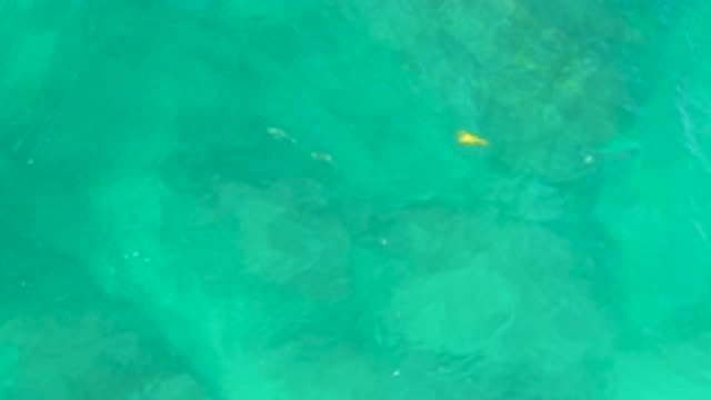 SHIPWRECKS BEACH BCS MEXICO-2020: Lone Yellow Fish Swimming In Crystal Clear Waters