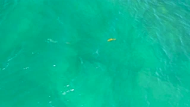 SHIPWRECKS BEACH BCS MEXICO-2020: Small Yellow Tropical Fish Swimming In Clear