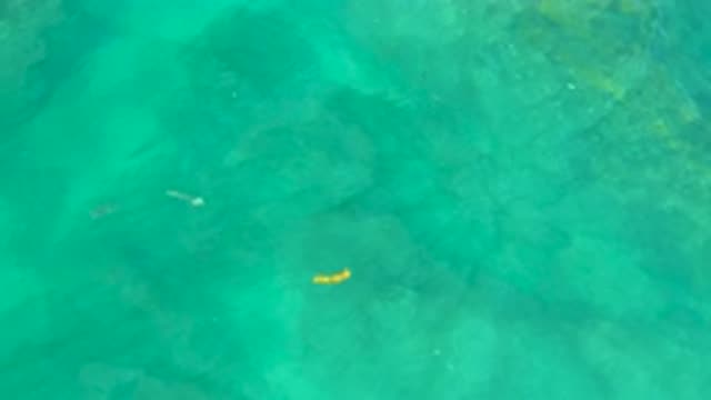 SHIPWRECKS BEACH BCS MEXICO-2020: Yellow Goldfish Swimming In Transparent Waters