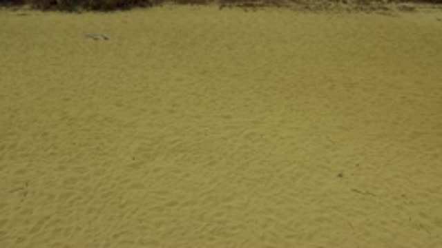 SAN JOSE DEL CABO MEXICO-2020: Yellow Sandy Land With Green Forest
