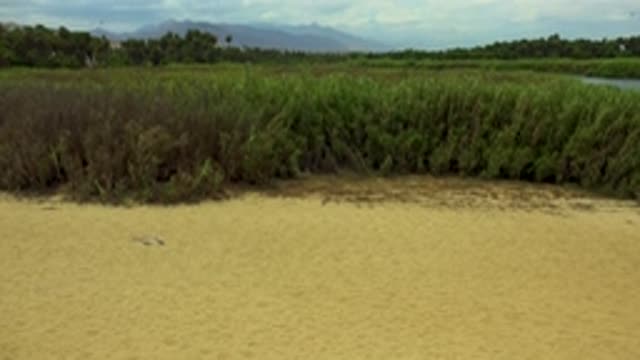 SAN JOSE DEL CABO MEXICO-2020: Small River With Green Bushes Around It Vast Blue Sky