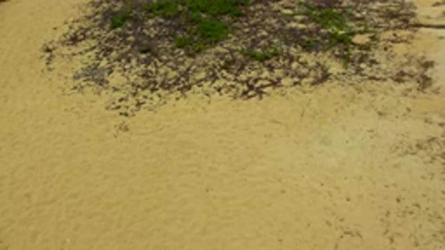SAN JOSE DEL CABO MEXICO-2020: Sand Area With Green Bushes and Small Plants