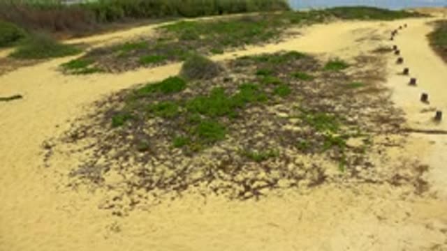 SAN JOSE DEL CABO MEXICO-2020: Panning Over Sandy Shore Path With Plants Headed