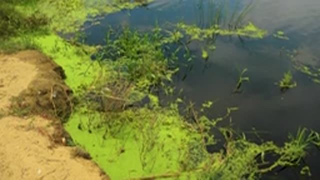 SAN JOSE DEL CABO MEXICO-2020: River Bank Filled With Moss And Shrubs In A