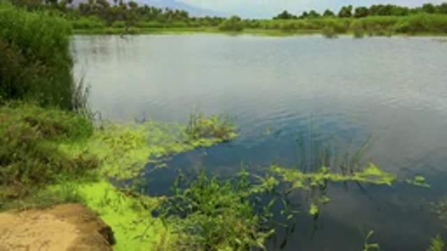 SAN JOSE DEL CABO MEXICO-2020: Clear Water River With Small And Tall Green Plants And