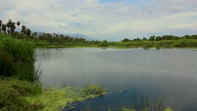 SAN JOSE DEL CABO MEXICO-2020: Tall Green Plants And Trees Around It Vast Sky