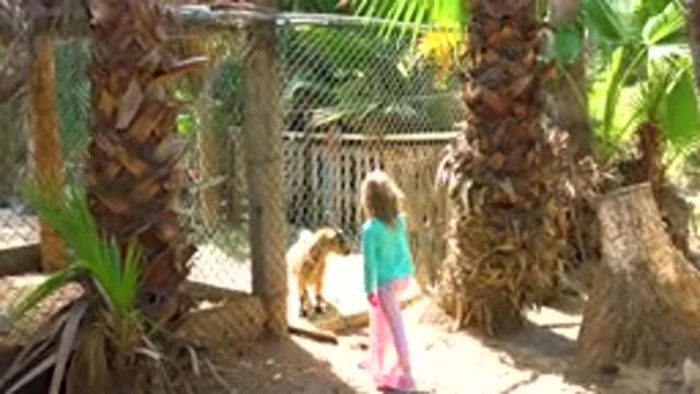 SAN JOSE DEL CABO MEXICO-2020: Little Girl At Zoo Goes Up To The Goat Exhibit