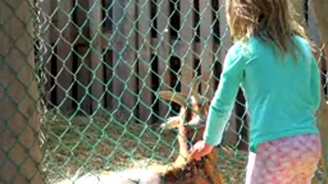 SAN JOSE DEL CABO MEXICO-2020: Little Girl Pets White And Brown Horned Goat