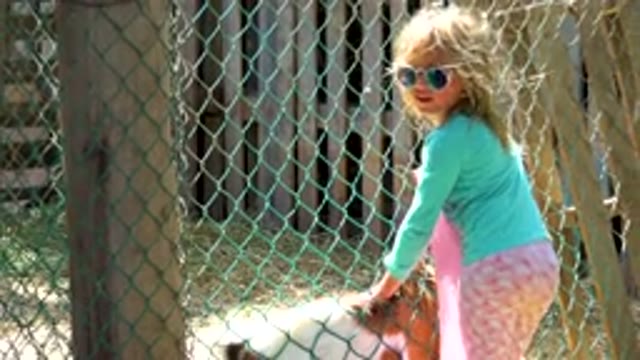 Little Girl Feeding Goat Through Fence