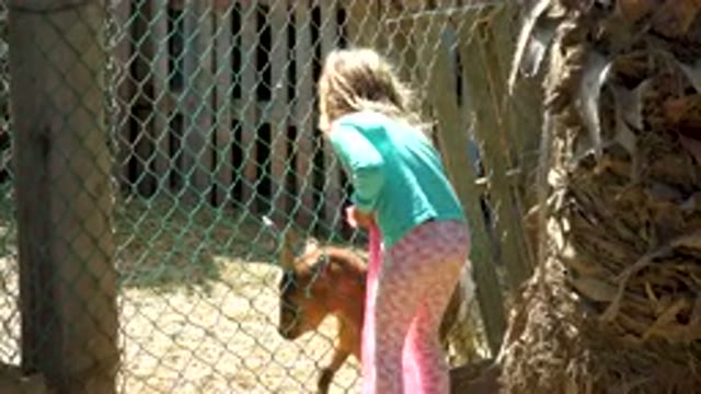 Little Girl Feeding Goat Through Fence