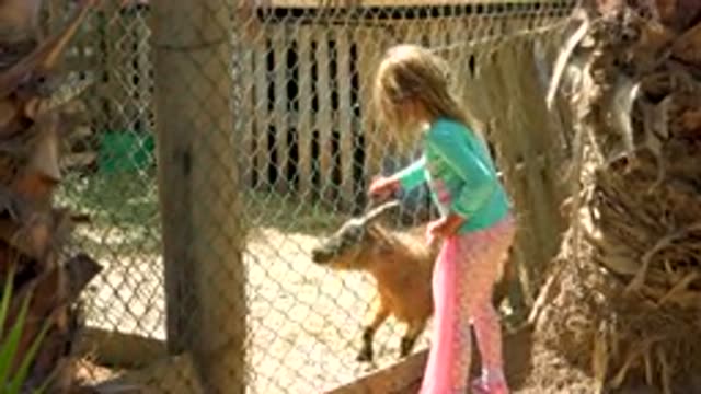 SAN JOSE DEL CABO MEXICO-2020: Young Girl Grabbing Goat's Horn Through Fence Of