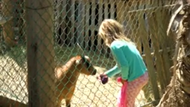 Young Girl Feeding Goat Through Fence