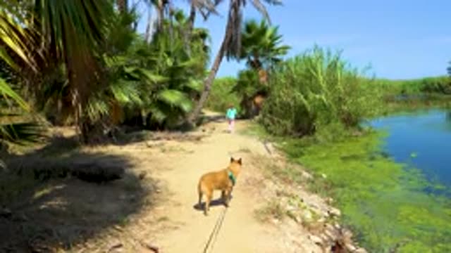 SAN JOSE DEL CABO MEXICO-2020: Lake Shore In The Middle Of Nature With Dog In