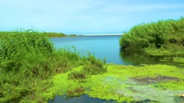 SAN JOSE DEL CABO MEXICO-2020: Small River With Green Bushes Around White