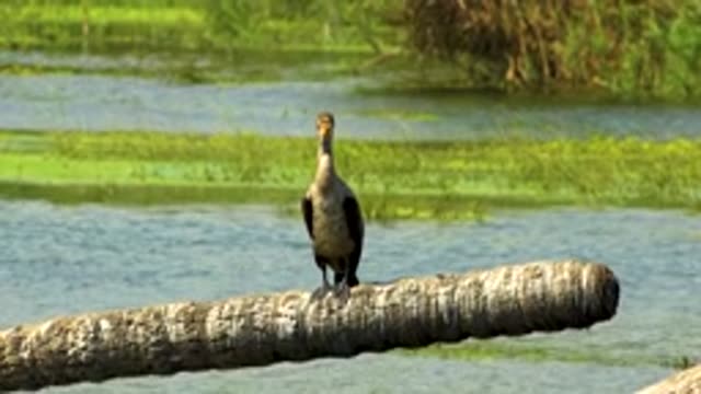 SAN JOSE DEL CABO MEXICO-2020: A Bird Sitting On A Tree Branch