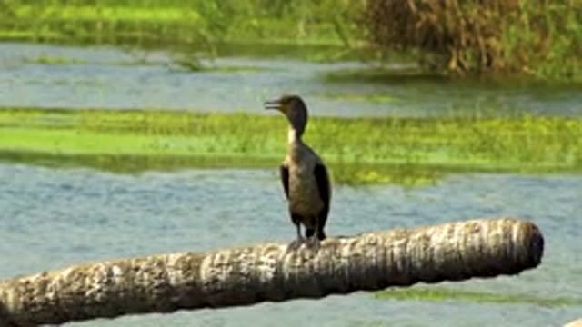 SAN JOSE DEL CABO MEXICO-2020: Amazing View Of A Bird Standing On A Floating Log