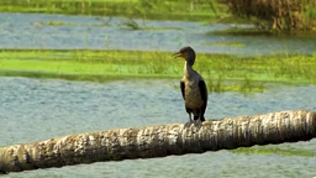 SAN JOSE DEL CABO MEXICO-2020: Bird Perched Atop Large Branch Amid Marshland