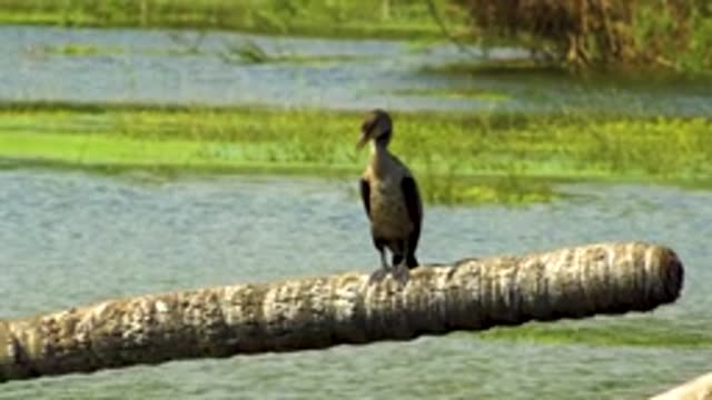 SAN JOSE DEL CABO MEXICO-2020: Duck In The Grasslands Quacking