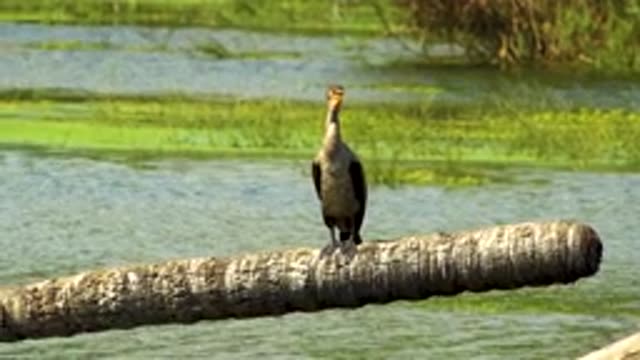 SAN JOSE DEL CABO MEXICO-2020: Migratory Bird Sitting On A Fallen Coconut Tree
