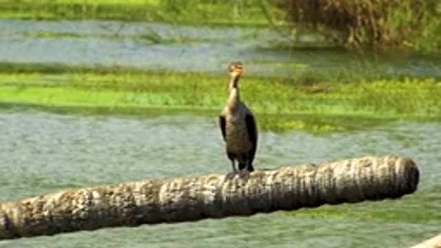 SAN JOSE DEL CABO MEXICO-2020: Animal Mammal Roaming Discovery Pond Mossy