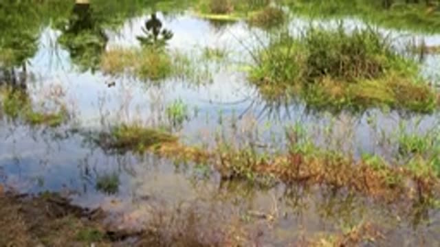 SAN JOSE DEL CABO MEXICO-2020: Standing Water With Grass Above It Near Thick