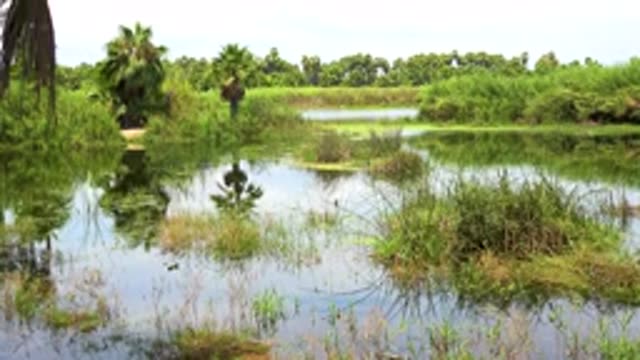 SAN JOSE DEL CABO MEXICO-2020: Portion of a Marsh or River Near a Green Forest