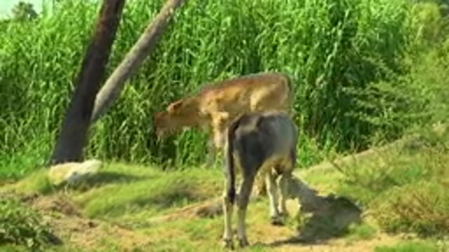 SAN JOSE DEL CABO MEXICO-2020: Healthy Cows Looking For Food