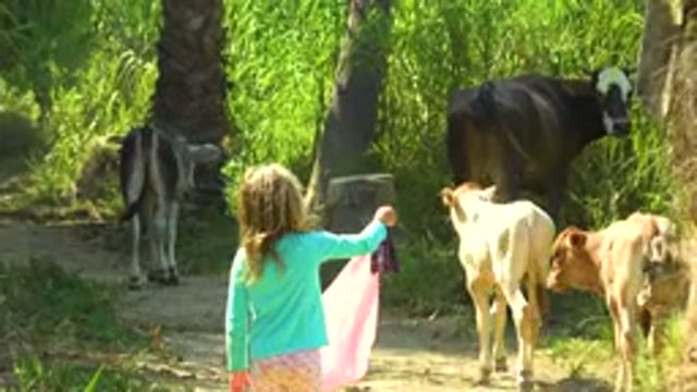 Little Girl Reaching Out To Touch Cows