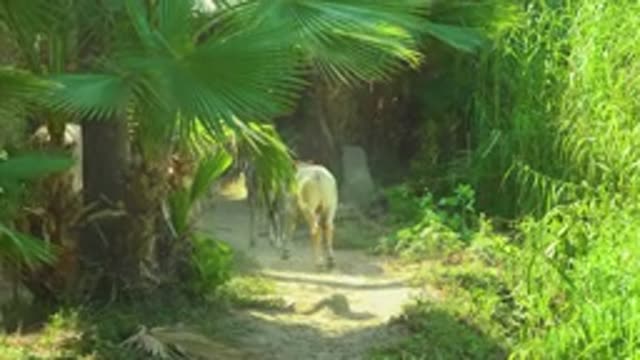 SAN JOSE DEL CABO MEXICO-2020: Small Calf And Cow With Long Tail Are Walking In