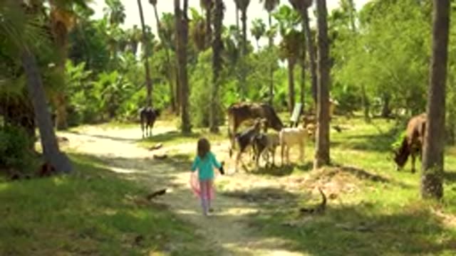 SAN JOSE DEL CABO MEXICO-2020: Cute Young Girl Holding Pink Cloth Playing With Cows