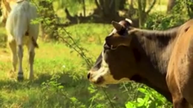 SAN JOSE DEL CABO MEXICO-2020: A Healthy Cow Eating Grass