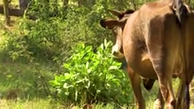 SAN JOSE DEL CABO MEXICO-2020: Long Tail Brown Cow Walking Green Short Pushes