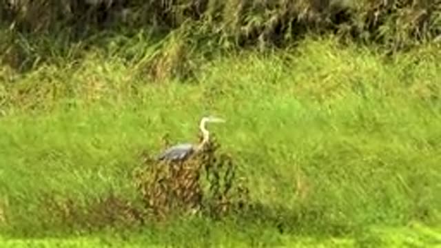 SAN JOSE DEL CABO MEXICO-2020: Windy Green Pasture Marsh Steady Great Blue Heron
