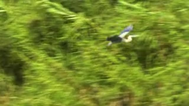 SAN JOSE DEL CABO MEXICO-2020: A Crane Flying With Its Big White Wings Above The
