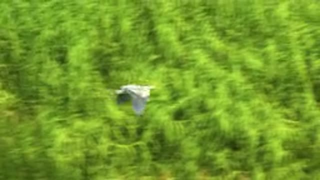 SAN JOSE DEL CABO MEXICO-2020: Pelican Flying In The Woods