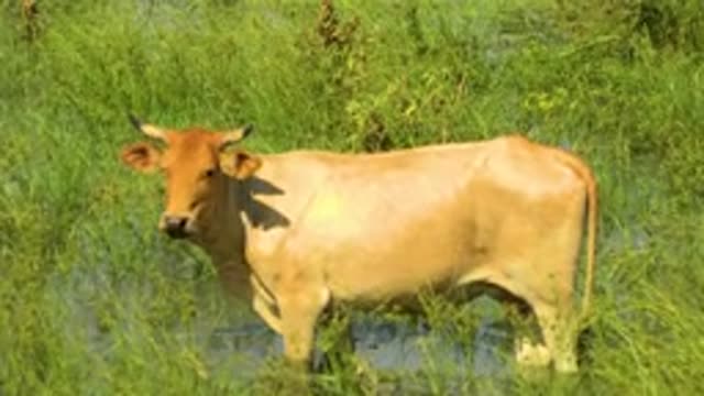 SAN JOSE DEL CABO MEXICO-2020: A Brown Bull Is In A Soggy Field With A Black
