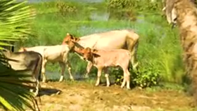 SAN JOSE DEL CABO MEXICO-2020: A Family Of Cattle Roaming Through Wetlands