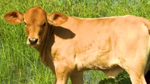 SAN JOSE DEL CABO MEXICO-2020: A Cow Grazing in a Green Field