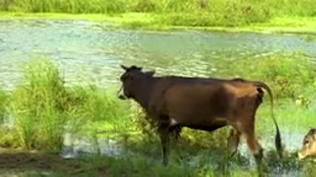 SAN JOSE DEL CABO MEXICO-2020: A Mother Cow Leads Her Calf Into Body Of Water