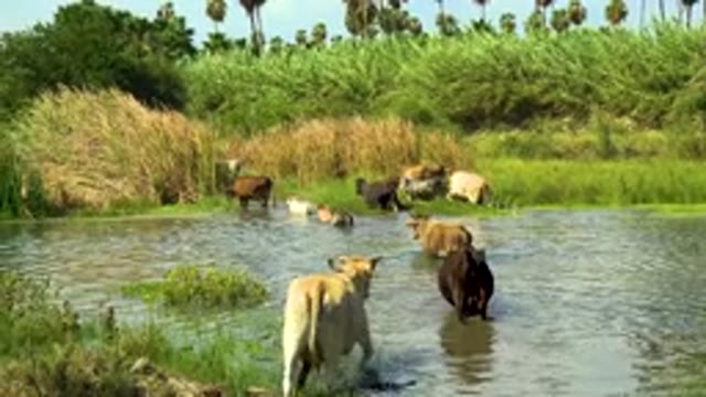 Cows Wading In Shallow River With Child Watching