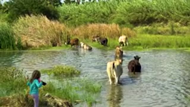 SAN JOSE DEL CABO MEXICO-2020: Cows Wading Through Water With Child Watching