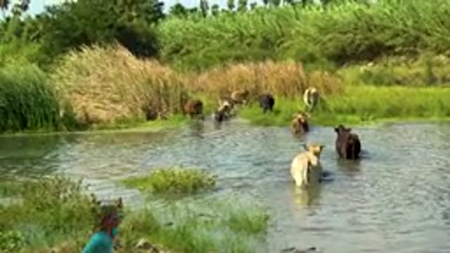 SAN JOSE DEL CABO MEXICO-2020: Child Laughter Cows Crossing Stream Nature Heat