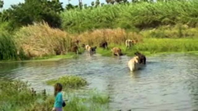 SAN JOSE DEL CABO MEXICO-2020: Cow Herd Roaming Free Crossing River