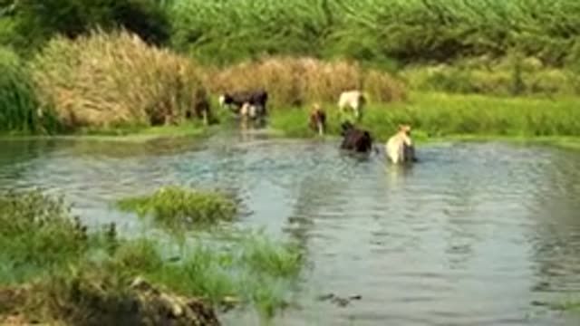 SAN JOSE DEL CABO MEXICO-2020: Cow Herd Crossing Scenic Stream To Graze In Green Pasture