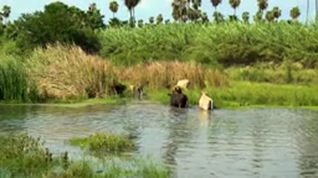 SAN JOSE DEL CABO MEXICO-2020: Relaxing Watering Hole With Green Trees And Water