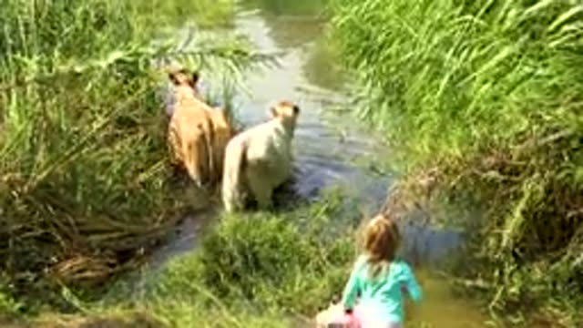 SAN JOSE DEL CABO MEXICO-2020: Young Smart Girl With Blond Hair Walking With Two Small Cows